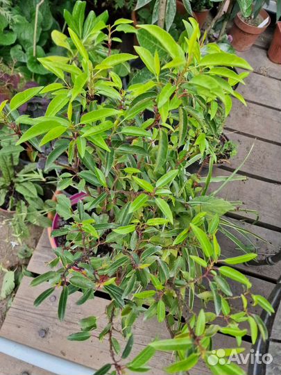 Лавровишня Отто Люкен,кавказская,луизит-я,софия