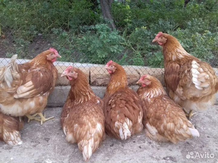 Куры ломан браун, леггорн