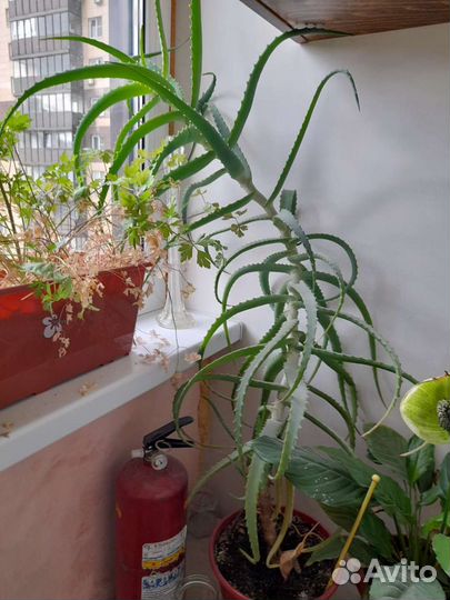 Растение Алоэ