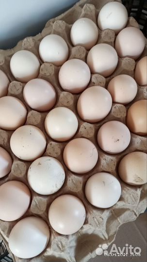 Домашние куриные яйцо