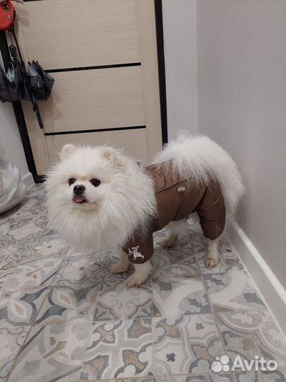 Дождевик для маленьких собак