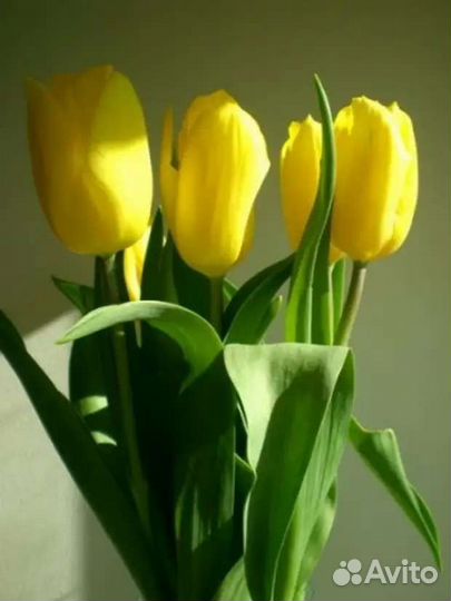 Тюльпаны сортовые