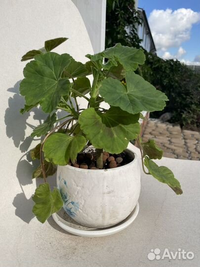 Пеларгония герань