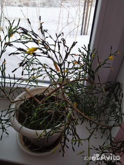 Кодиеум кротон