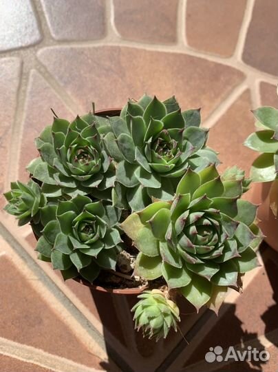 Каменная роза (молодило)