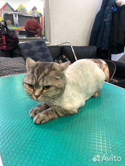 Стрижка животных на дому