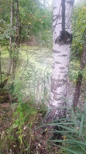 Участок 10 сот. (СНТ, ДНП)