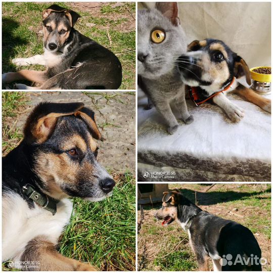 Щенок (собака)