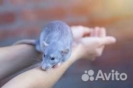 Крыса дамбо голубая норка