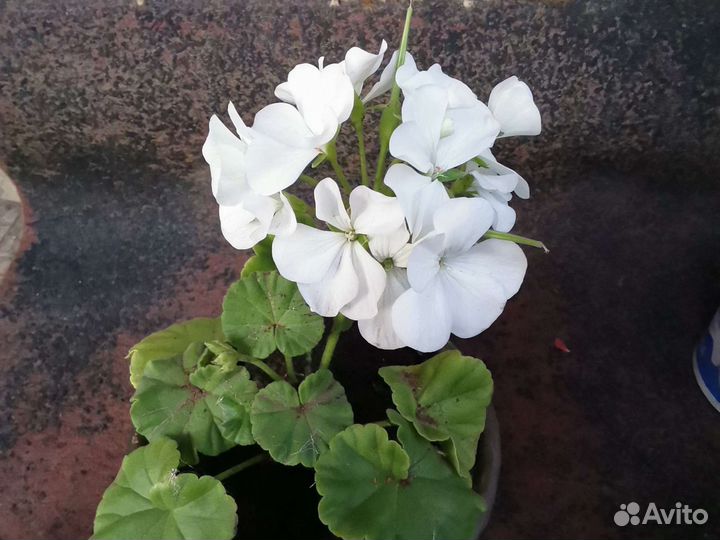 Пеларгонии зональные