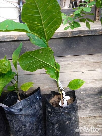 Магнолии, сирень, Ринго двулопастный