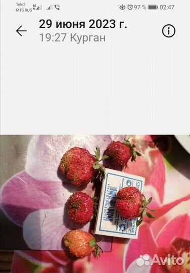 Рассада виктории