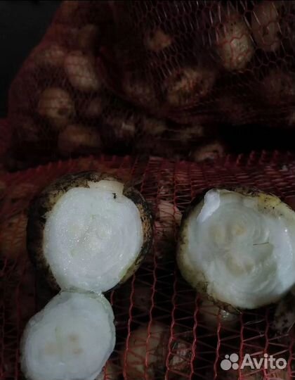 Лук многозачатковый опт