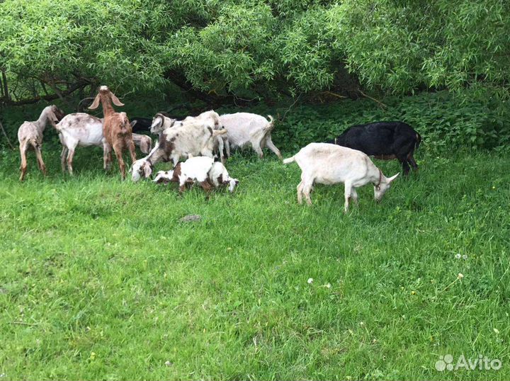 Козлики и козочки молодые