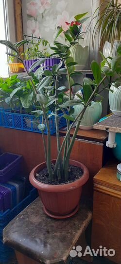 Замикулькас