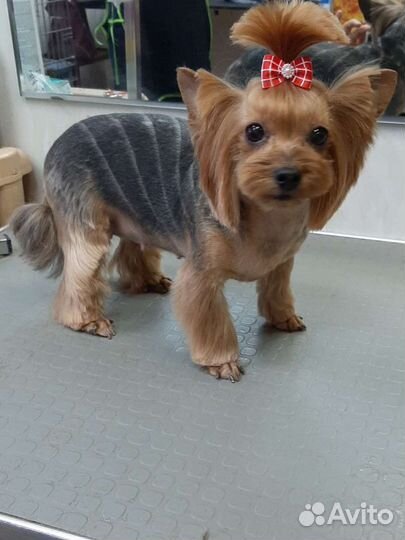 Стрижка собак мелких и средних пород