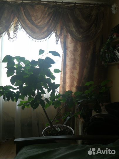 Китайская роза