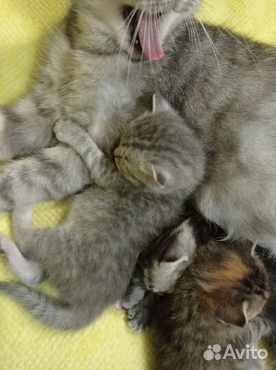 Котята в добрые руки