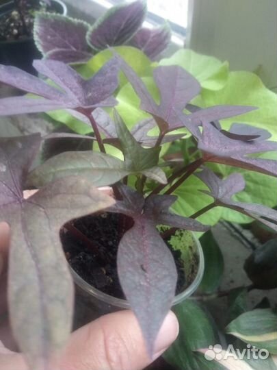 Комнатные цветы