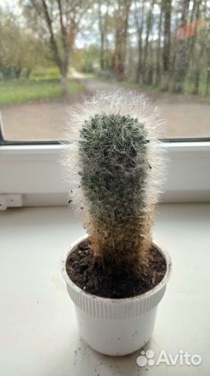 Алоэ, каланхоэ, маранта, хлорофитум кучер. по 100