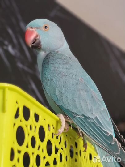 Ожереловый попугай самец