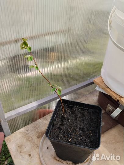 Ирга саженец