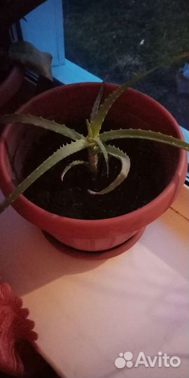 Комнатные цветы алоэ