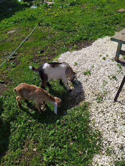 Продам коз и козочек быстро