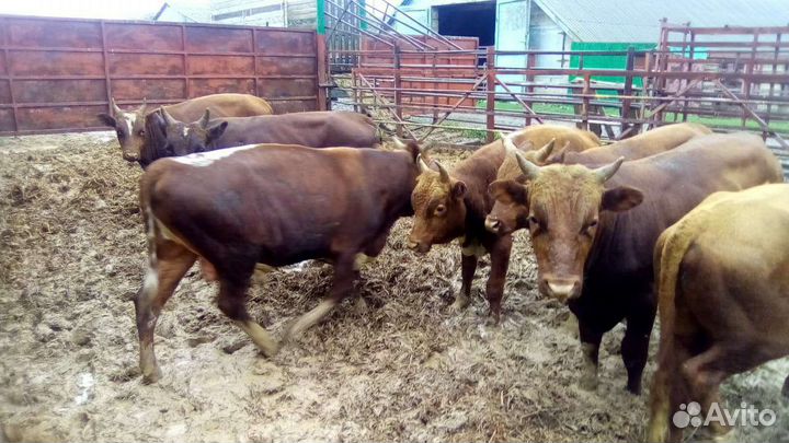 Ветеринарный врач