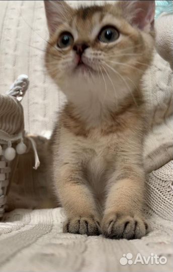 Британская золотая шиншилла котенок девочка ny25