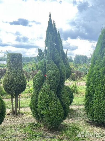 Туя Смарагд с гарантией приживаемости