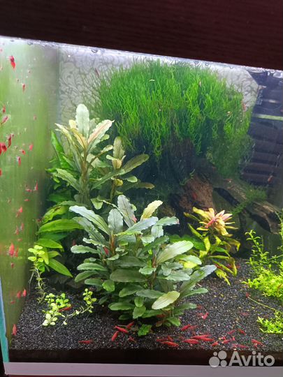 Креветки вишня,аквариумные растения