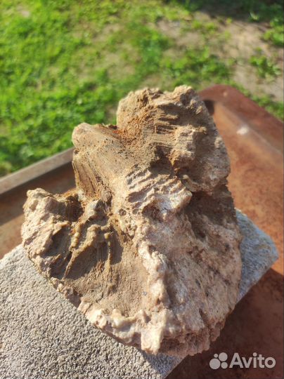 Окаменелость (Губка хететес)