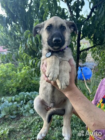 Щенок мальчик в добрые руки