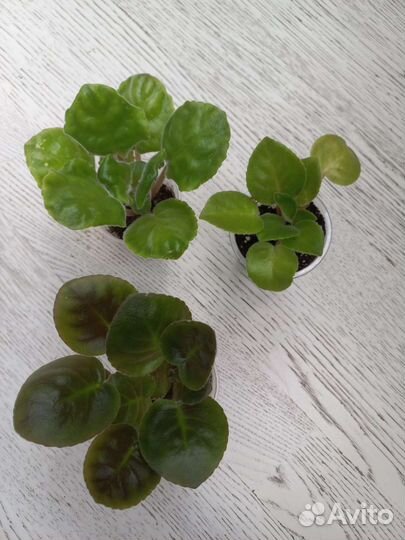 Детки сортовых фиалок