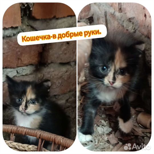 Кошка в дар