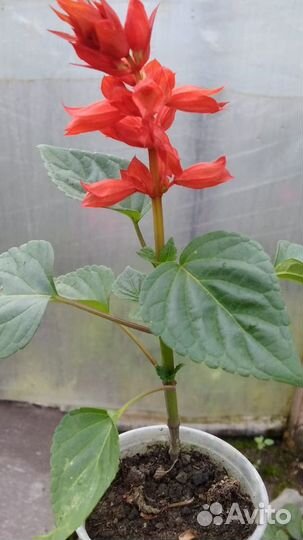 Рассада летников