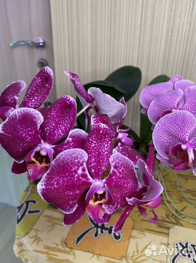 Орхидея фаленопсис