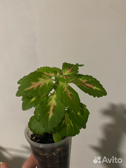 Колеусы сортовые