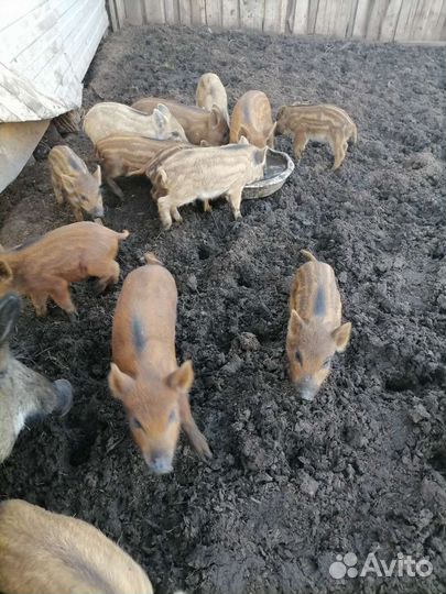 Поросята кабанчики, подсвинки