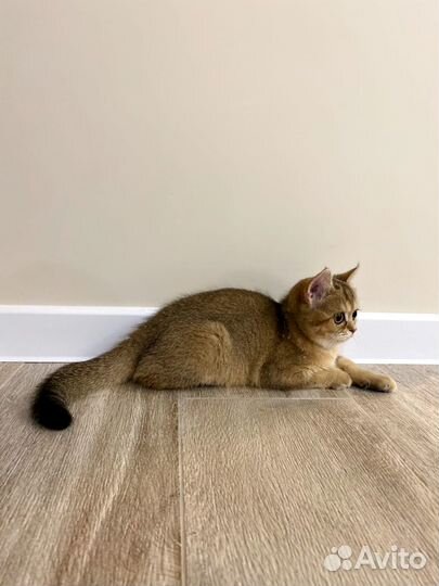 Британская кошечка