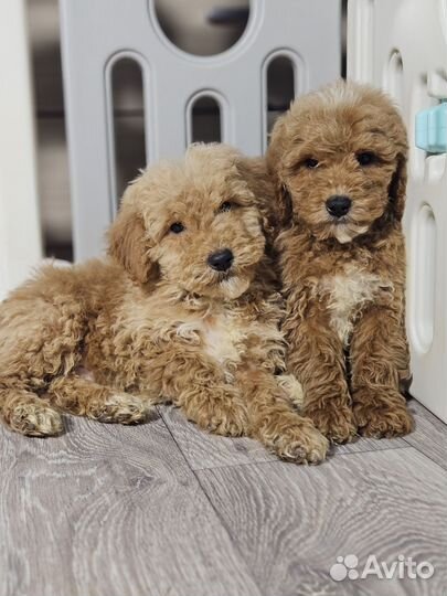 Лабарадудль, мальчики