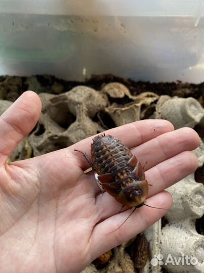 Кормовые тараканы