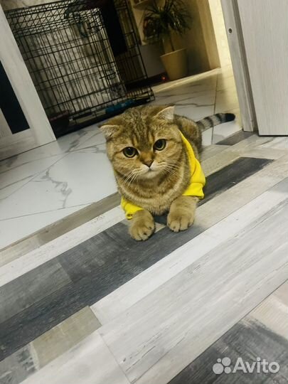 Отдам в добрые руки