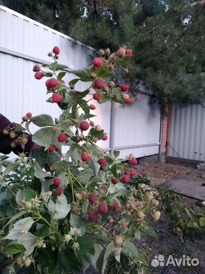 Саженцы малины