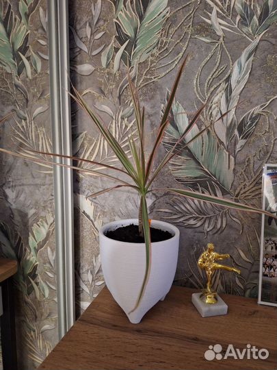 Драцена узколистная