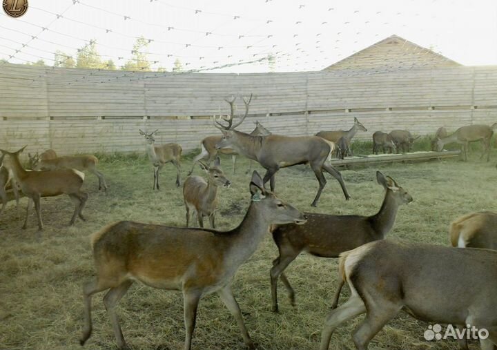 Самцы оленей