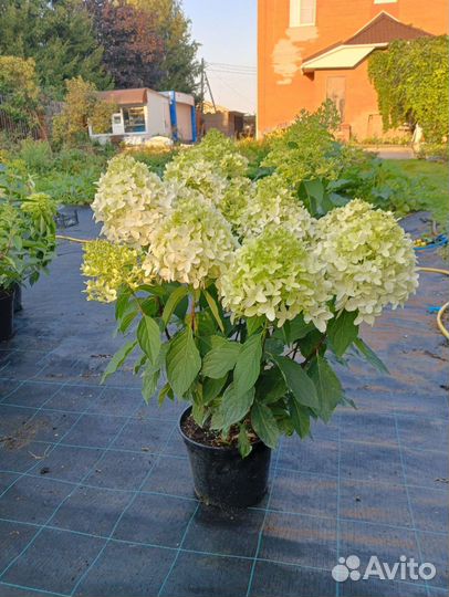 Метельчатые низкорослые Гортензии