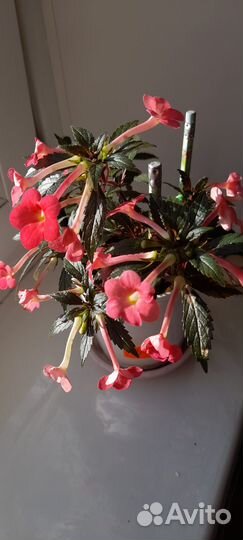 Ахименес сабрина. Комнатный цветок