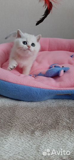 Котята шотландские